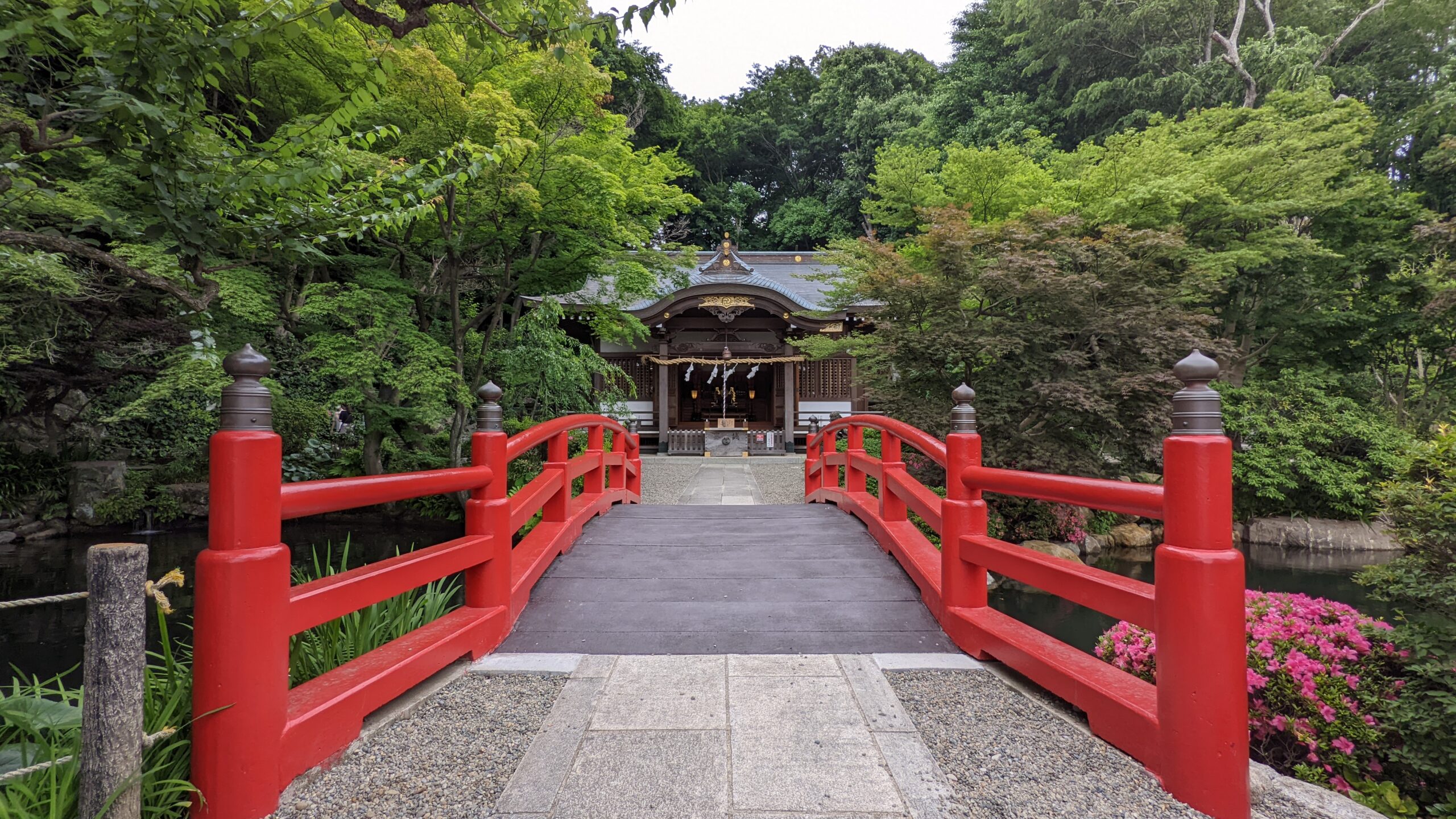 貫井神社の下を流れる野川へ
