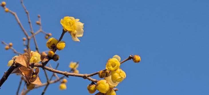 日本語版制作に向けて 関係者代表に説明へ